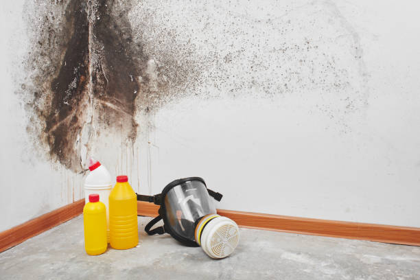 Best Affordable Mold Removal  in Redby, MN
