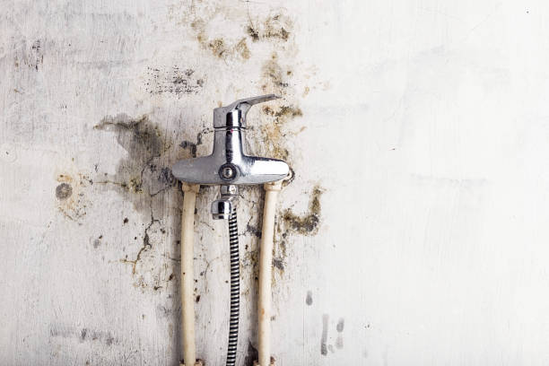 Best Fast Mold Removal  in Redby, MN