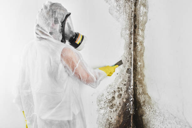 Best Residential Mold Removal  in Redby, MN