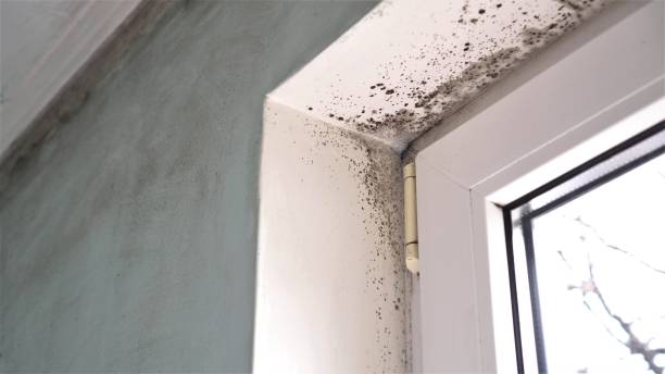 Best Mold Remediation  in Redby, MN