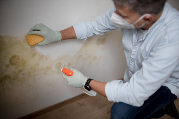 Best Commercial Mold Removal  in Redby, MN