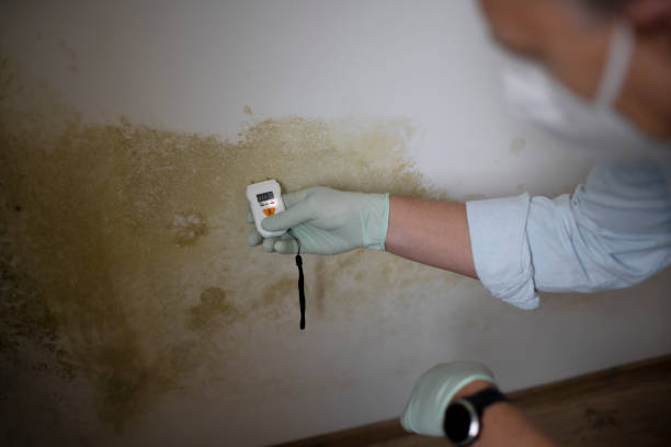 Best Mold Removal Company Near Me  in Redby, MN