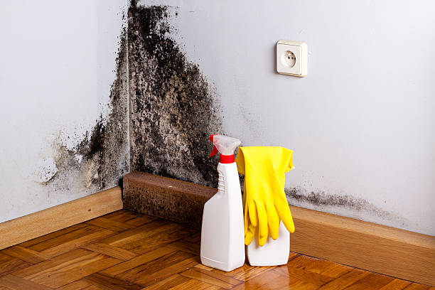 Best Certified Mold Removal  in Redby, MN