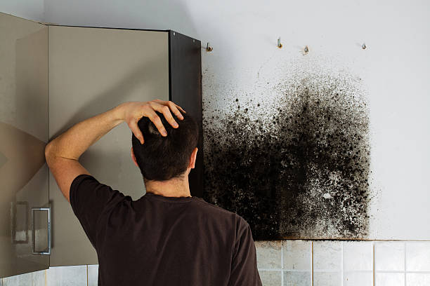 Best Best Mold Removal Companies  in Redby, MN