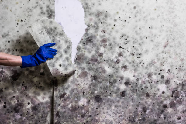 Best Mold Damage Repair  in Redby, MN