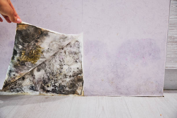 Best Home Mold Removal  in Redby, MN